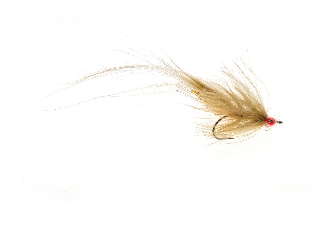 72er - Ginger/Fl. Orange Eyes 3 72er - Ginger/Fl. Orange Eyes