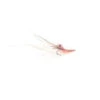 Pattegrisen Curved - Red Eyes -Bestes Angeln Geschäft pattegrisen curved salmon red